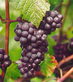 taste of the grapes -pinot noir