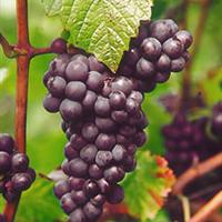 taste of the grapes -pinot noir
