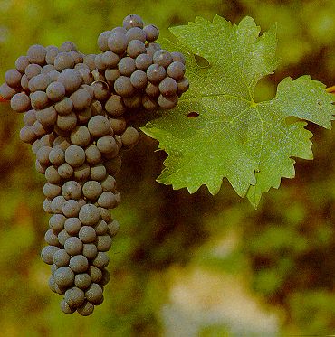 葡萄品种探索之二：Cabernet Sauvignon (赤霞珠）