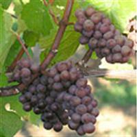 葡萄品种探索之一：Pinot Gris