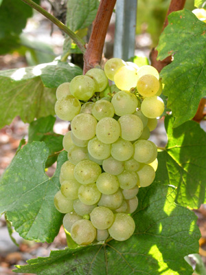 葡萄品种探索之八：Chardonnay (霞多丽）
