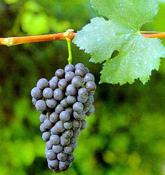 葡萄品种探索之十：Nebbiolo (内比奥罗、雾葡萄）