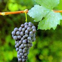 葡萄品种探索（十二）：Nebbiolo  (内比奥罗) 之二