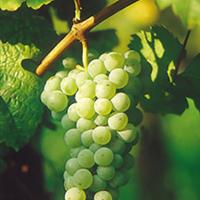 美食记葡萄品种探索（十七）：白葡萄品种探索一