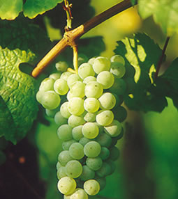 美食记葡萄品种探索（二十）：白葡萄品种探索之雷司令(Riesling)