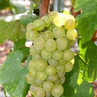 美食记葡萄品种探索（十九）：白葡萄品种探索之霞多丽(Chardonnay)