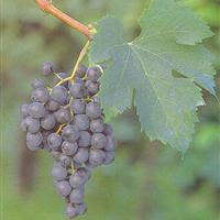 美食记葡萄品种探索（二十五）：红葡萄酒品种探索之梅洛 (Merlot)