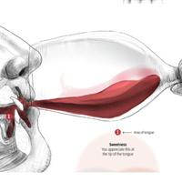百嘗葡萄酒初級課室：口感分析