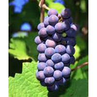 美食记葡萄品种探索（二十六）：新世界Pinot Noir