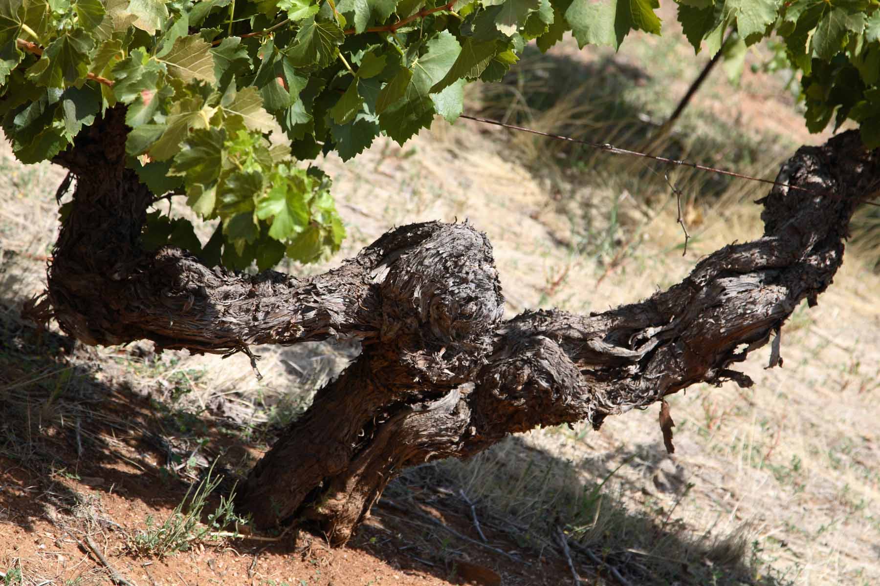 Hewitson Wine Dinner @ Larder, Wednesday 13th March