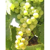 美食记葡萄品种探索（二十七）：Viognier