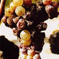 Botrytis Wine Blind Tasting