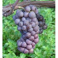 美食记葡萄品种探索（四十二）Pinot Gris 典型产区的灰皮诺（8月8日星期五晚）