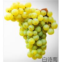 美食记葡萄品种探索（四十四）Chenin Blanc 典型产区的白诗南（9月5日星期五晚）