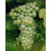美食记葡萄品种探索（四十三）Sauvignon Blanc 典型产区的长相思（8月22日星期五晚）