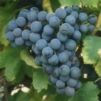美食记葡萄品种探索（四十五）Grenache 典型产区的歌海娜（10月6日星期一晚）