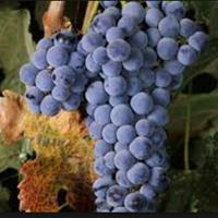 美食记葡萄品种探索（四十六）Merlot 典型产区的梅洛（11月21日星期五晚）