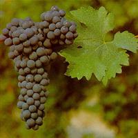 美食记葡萄品种探索（四十九）赤霞珠Cabernet Sauvignon（2015年2月13日星期五晚）