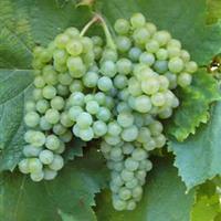 美食记葡萄品种探索（五十二）不常喝的白葡萄品种（2015年5月15日星期周五晚）