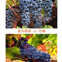 美食记葡萄品种探索（五十九）Sangiovese桑乔维斯 vs 丹魄Tempranillo（11月4日星期三晚）