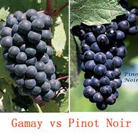 美食记葡萄品种探索（六十六）Gamay 佳美 vs Pinot Noir 黑皮诺