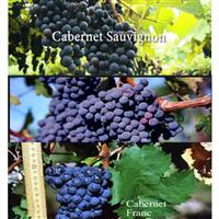 美食记葡萄品种探索（七十四）波尔多主要红葡萄品种赤霞珠（Cabernet Sauvignon），梅洛（Merlot）和品丽珠（Cabernet Franc）