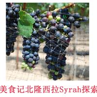 美食记产区和葡萄品种探索（九十七） 法国北隆Cornas的西拉