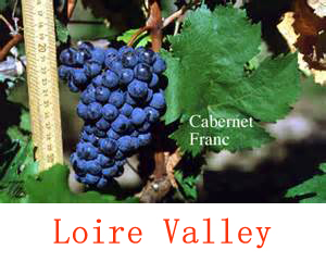 美食记产区和葡萄品种探索(109) ----卢瓦河谷Loire Valley的品丽珠Cabernet Franc（于连小局)