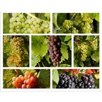 美食记产区和葡萄品种探索--帮主的小桌（8）各种风格的西拉Syrah和设拉子Shiraz