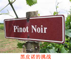 美食记产区和葡萄品种探索(114） ---- 黑皮诺Pinot Noir的挑战