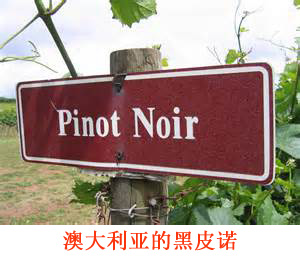 美食记产区和葡萄品种探索（130）--澳大利亚Pinot Noir黑皮诺