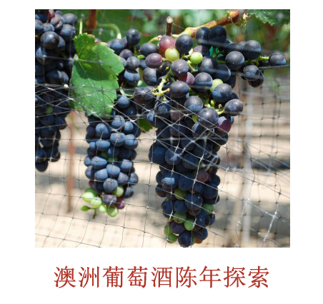 美食记产区品种探索（161）--- 陈年后的澳洲西拉Shiraz