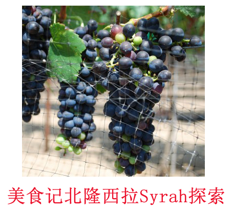 美食记产区和葡萄品种探索（175）---- 法国北隆西拉 Nothern Rhone Valley Syrah
