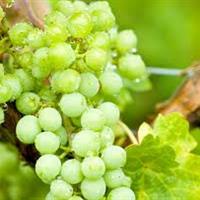 美食记产区和葡萄品种探索（177）-- 风格多变的霞多丽 Chardonnay