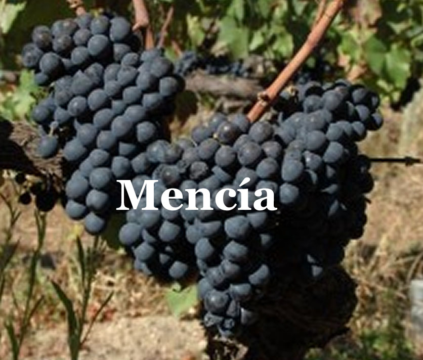 美食记产区和葡萄品种探索（178）------ 西班牙的Mencia 门西亚