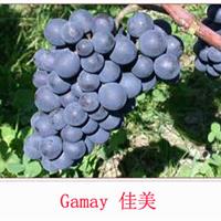 美食记产区和葡萄品种探索（179）------ 法国Beaujolais的Gamay佳美，传统还是自然？都是经典
