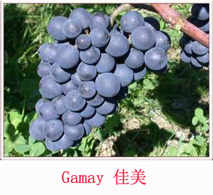 美食记产区和葡萄品种探索（179）------ 法国Beaujolais的Gamay佳美，传统还是自然？都是经典