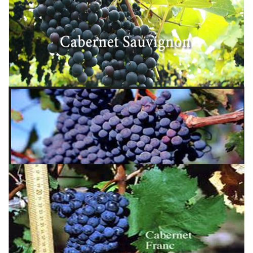 美食记产区和品种探索（182）---- 赤霞珠Cabernet Sauvignon及其混酿在各个产区的表现