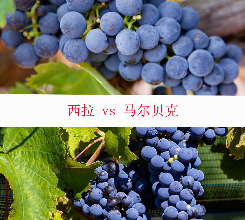 美食记产区和葡萄品种探索（185）-- 西拉Shiraz/Syrah 和 马尔贝克Malbec的比较