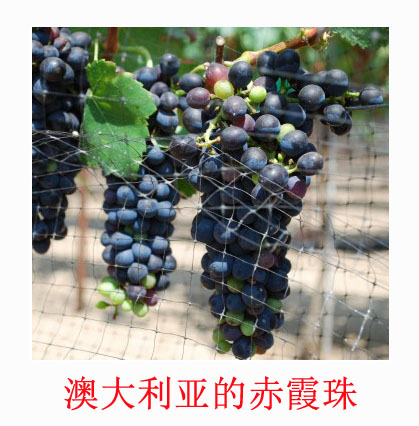 美食记品种和产区探索（199）-- 澳大利亚的赤霞珠