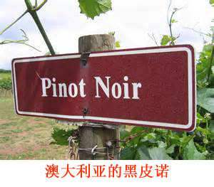 美食记产区和葡萄品种探索（204）--澳大利亚Pinot Noir黑皮诺